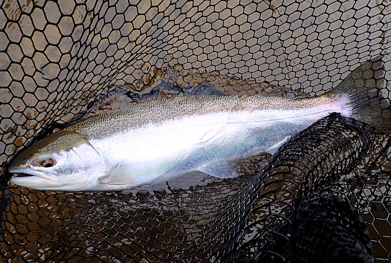 February 11, 2022 - Baldwin Bait & Tackle - Pere Marquette River, Michigan