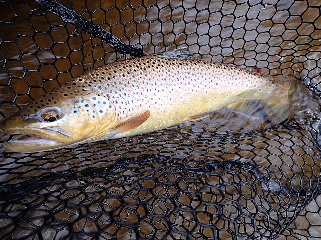 May 4, 2023 - Baldwin Bait & Tackle - Pere Marquette River, Michigan