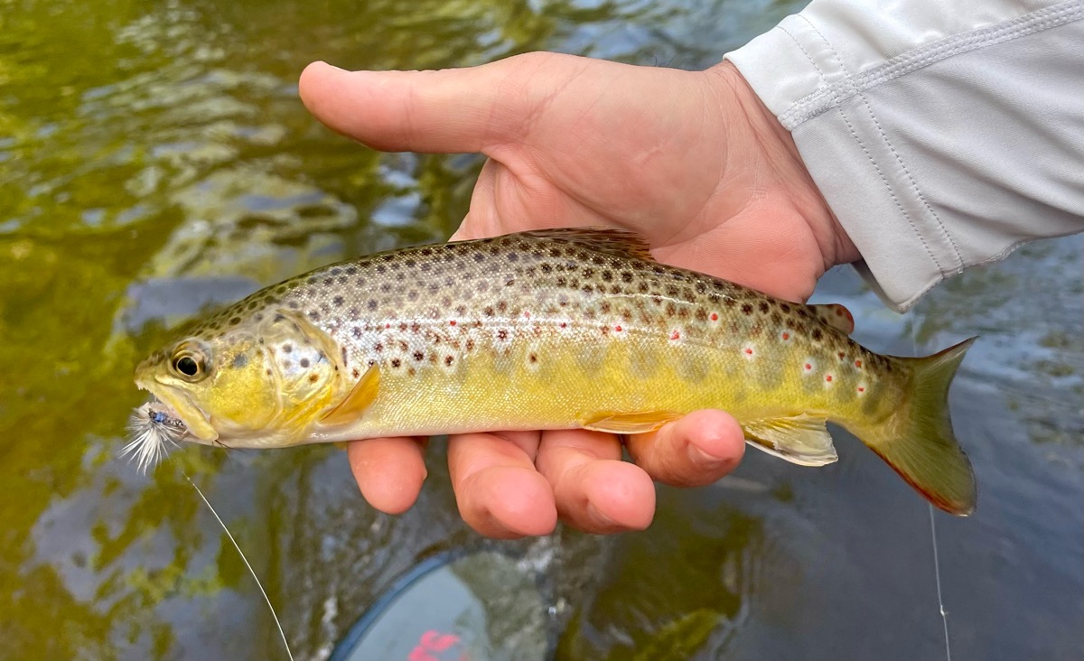 June 18, 2024 - Baldwin Bait & Tackle - Pere Marquette River, Michigan